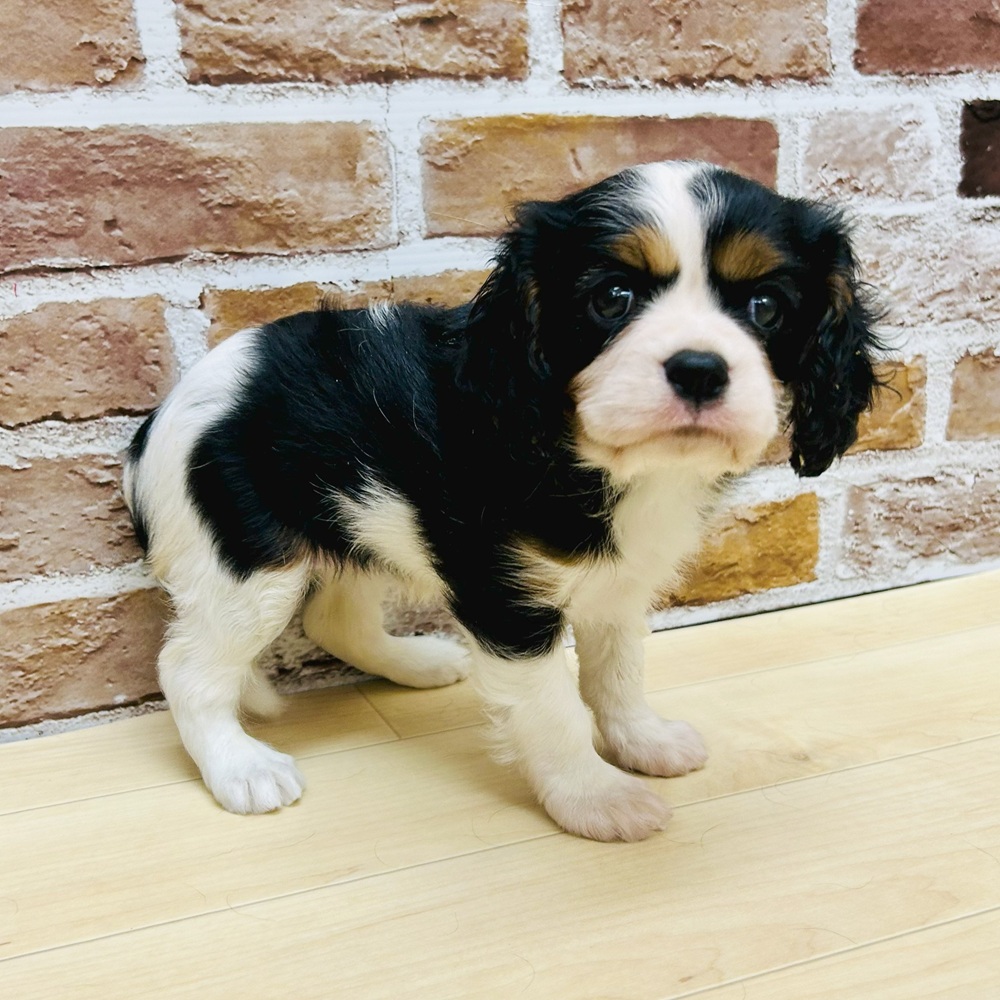 愛知県のキャバリアキングチャールズスパニエル (犬の家＆猫の里七宝店/2025年6月3日生まれ/女の子/トライカラー)の子犬の4枚目の画像