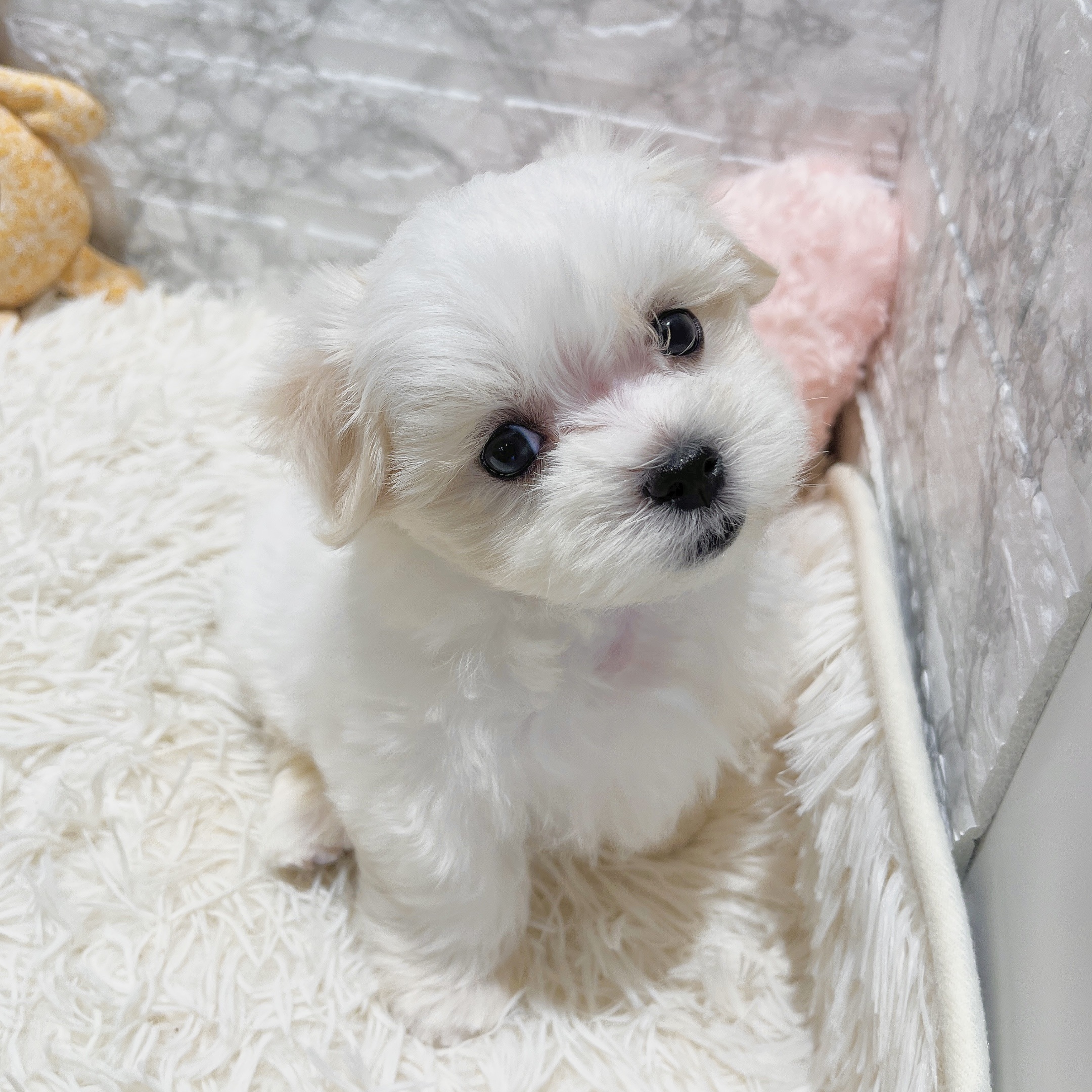 愛知県のマルチーズ (犬の家＆猫の里MiO香久山店/2025年6月2日生まれ/女の子/ホワイト)の子犬の4枚目の画像