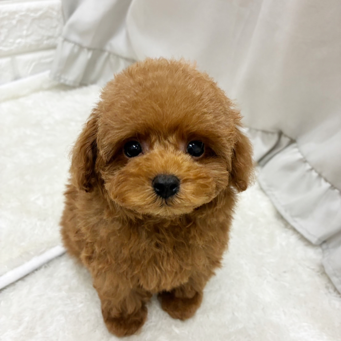 愛知県のタイニープードル (犬の家＆猫の里アミーゴ神の倉店/2025年6月3日生まれ/男の子/レッド)の子犬の1枚目の画像