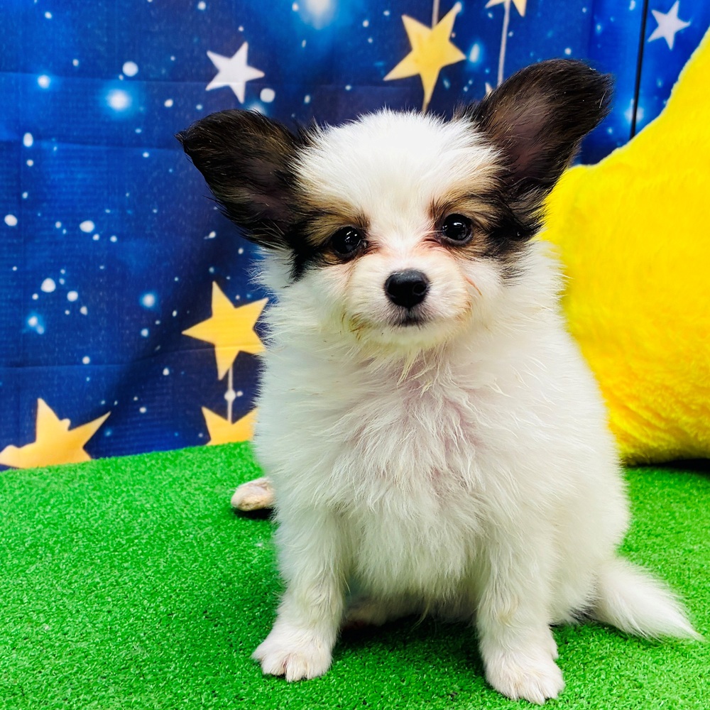 愛知県のパピヨン (犬の家＆猫の里名古屋天白店/2025年6月1日生まれ/男の子/ホワイトブラウン)の子犬の1枚目の画像