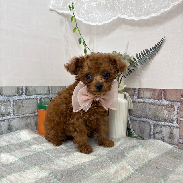 愛知県のタイニープードル (犬の家＆猫の里碧南店/2025年5月28日生まれ/女の子/レッド)の子犬の4枚目の画像