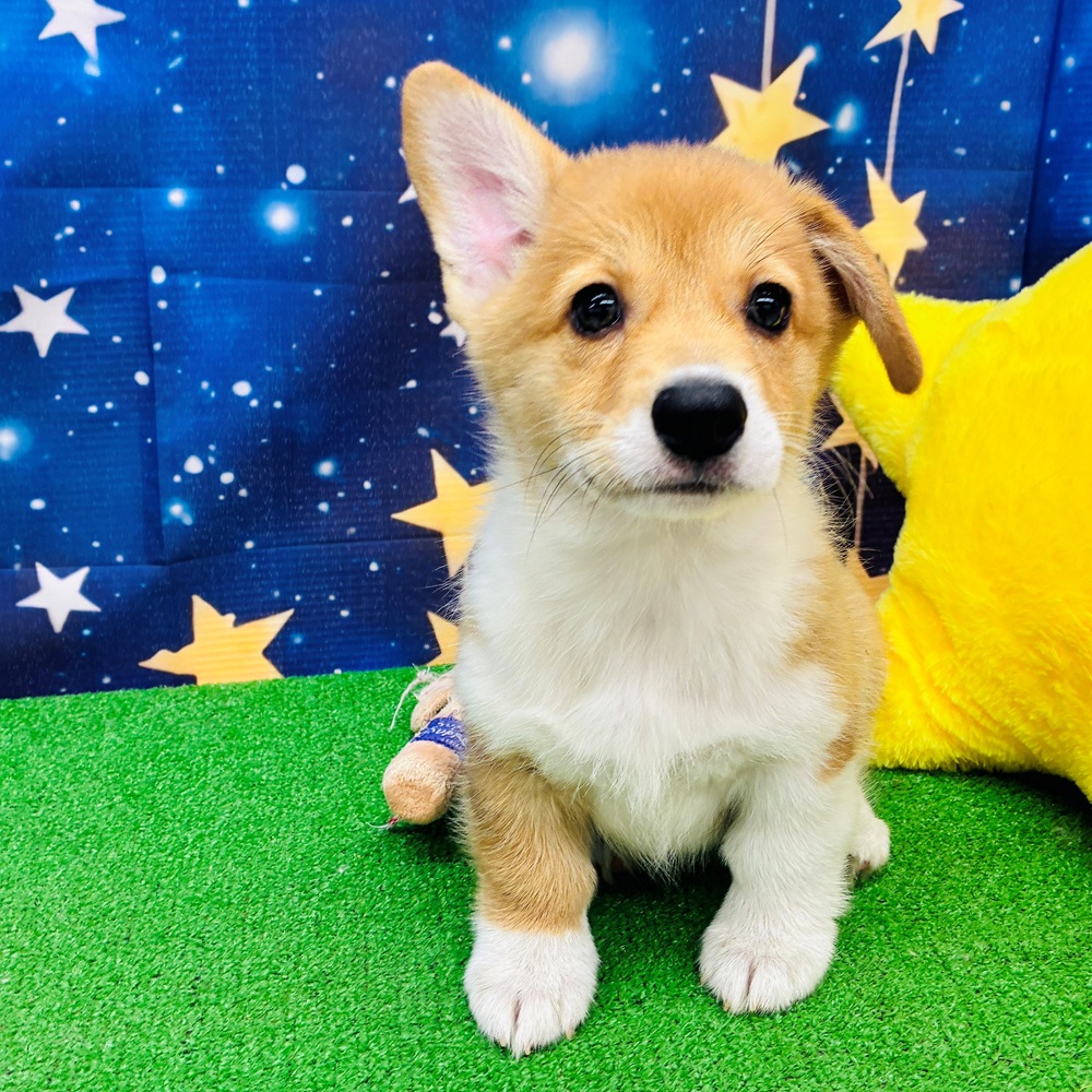 愛知県のウェルシュコーギーペンブローク (犬の家＆猫の里名古屋天白店/2025年6月4日生まれ/女の子/セーブルホワイト)の子犬の4枚目の画像