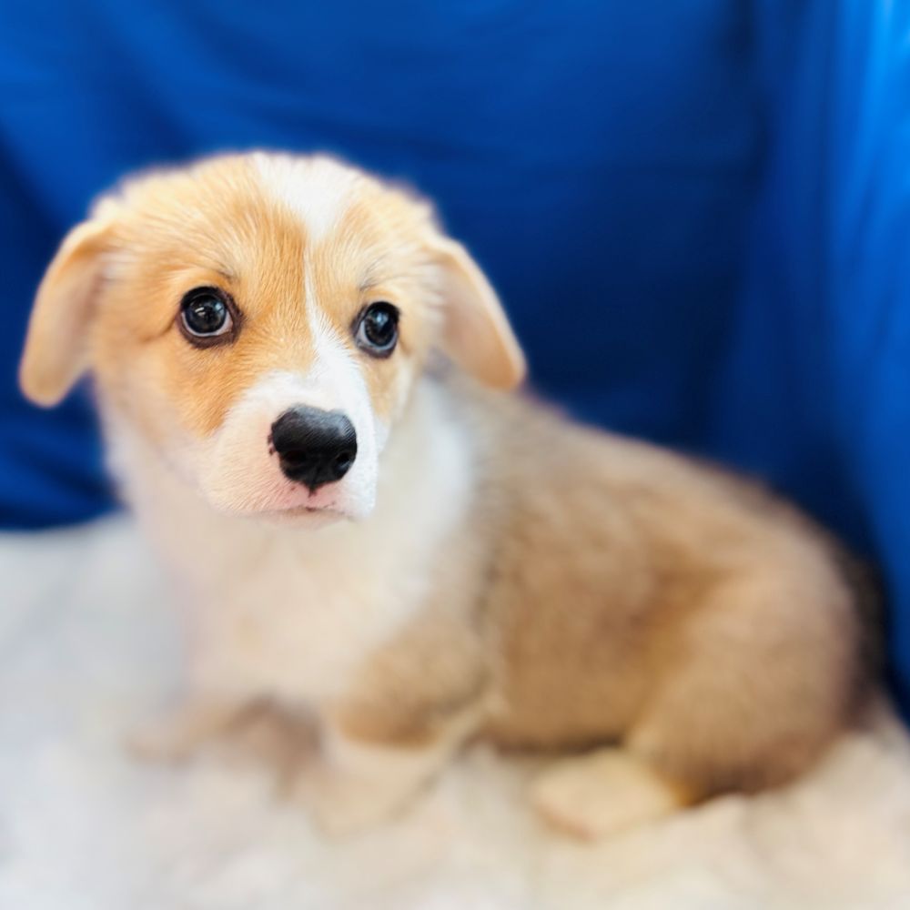 愛知県のウェルシュコーギーペンブローク (犬の家＆猫の里愛知刈谷店/2025年6月4日生まれ/男の子/セーブルホワイト)の子犬の4枚目の画像