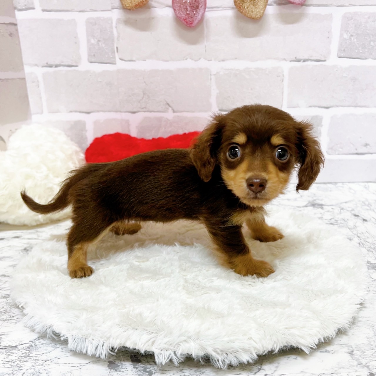 京都府のミニチュアダックスフンド(ロング) (犬の家＆猫の里京都精華店/2025年6月4日生まれ/女の子/チョコレートタン)の子犬の4枚目の画像