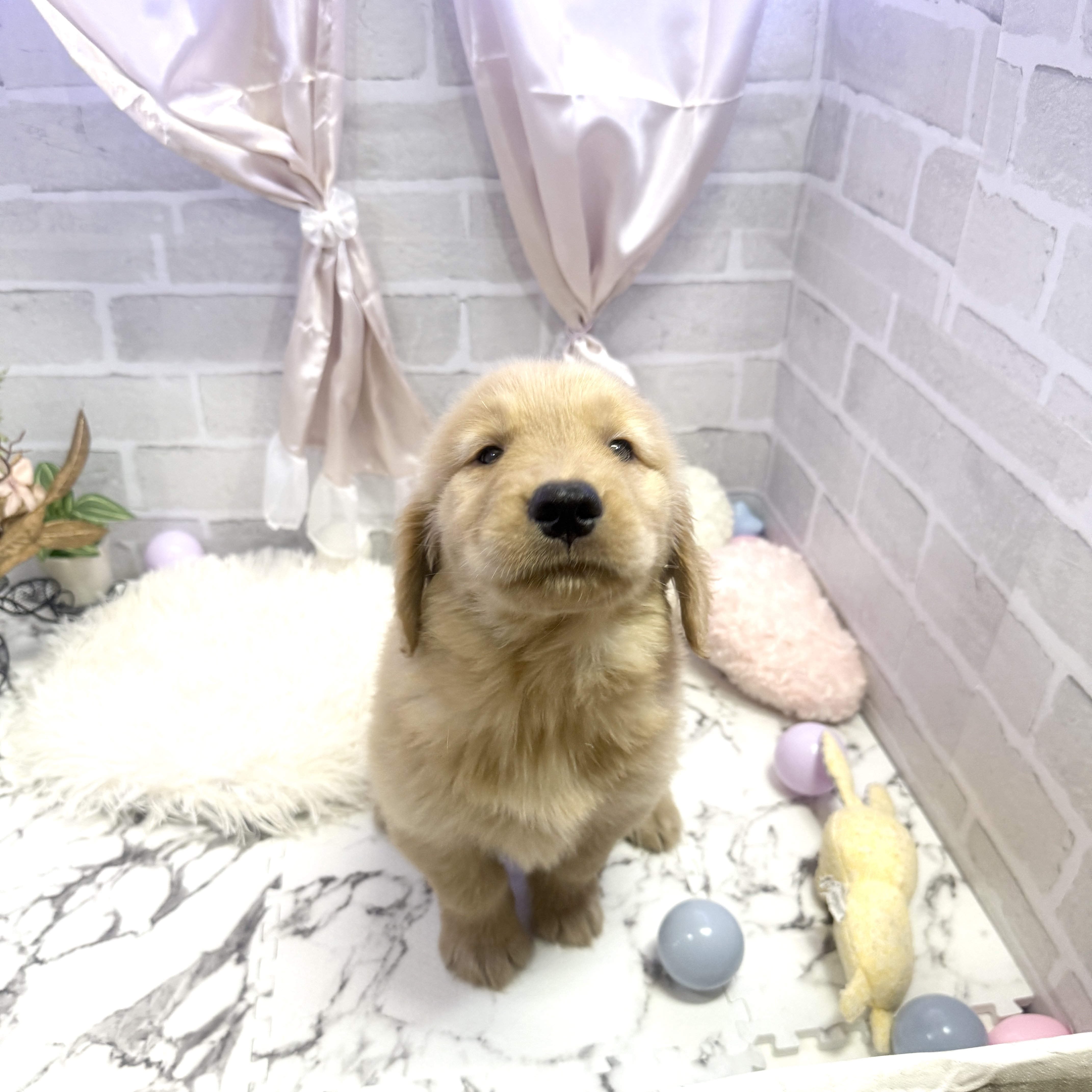 愛知県のゴールデンレトリバー (犬の家＆猫の里岡崎店/2025年6月3日生まれ/男の子/ゴールデン)の子犬の1枚目の画像