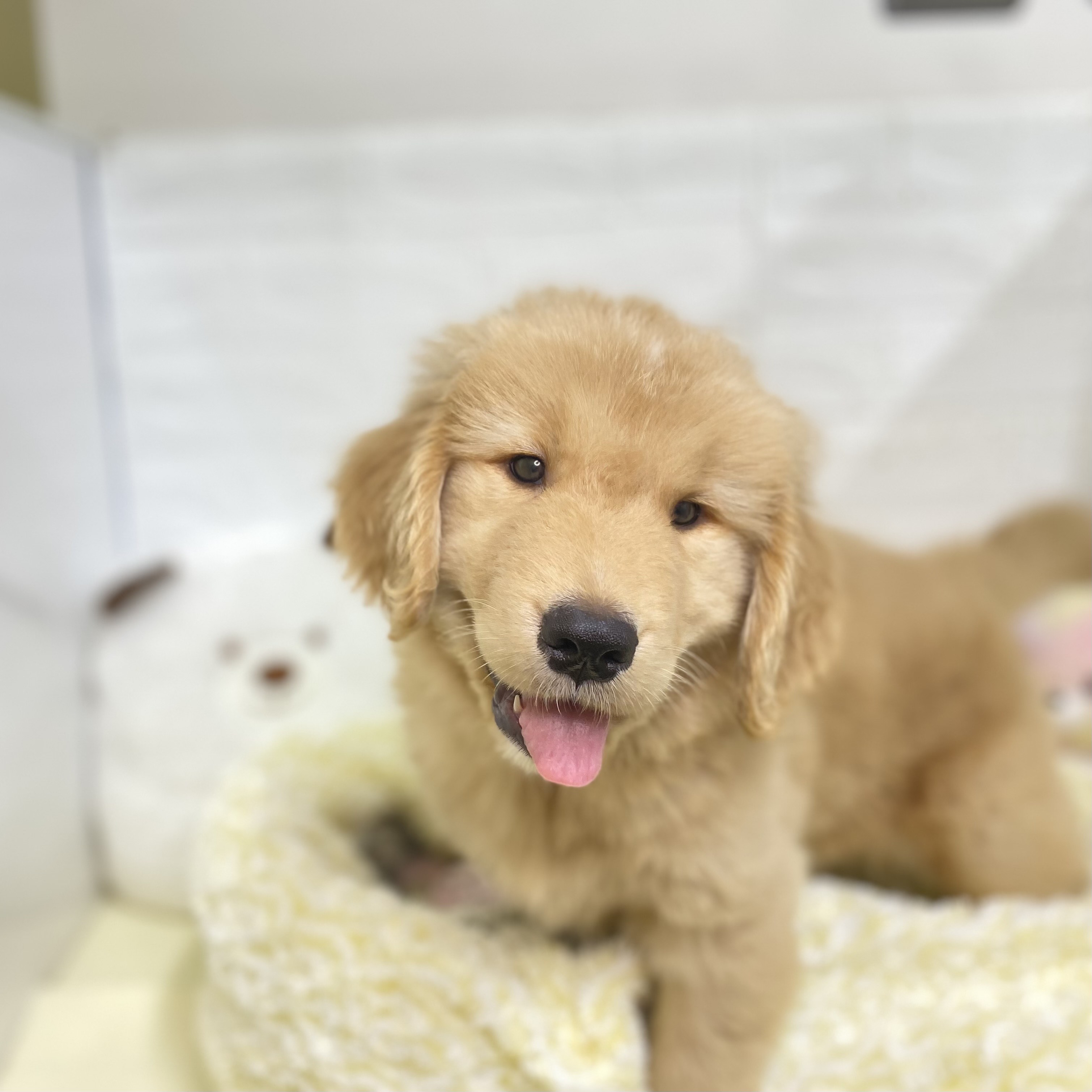 長野県のゴールデンレトリバー (犬の家＆猫の里長野店/2025年6月3日生まれ/男の子/ゴールデン)の子犬の4枚目の画像