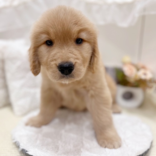 岐阜県のゴールデンレトリバー (犬の家＆猫の里カラフルタウン岐阜店/2025年6月3日生まれ/女の子/ゴールデン)の子犬の4枚目の画像