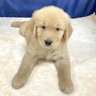 愛知県のゴールデンレトリバー (犬の家＆猫の里一宮店/2025年6月3日生まれ/女の子/ゴールデン)の子犬の4枚目の画像