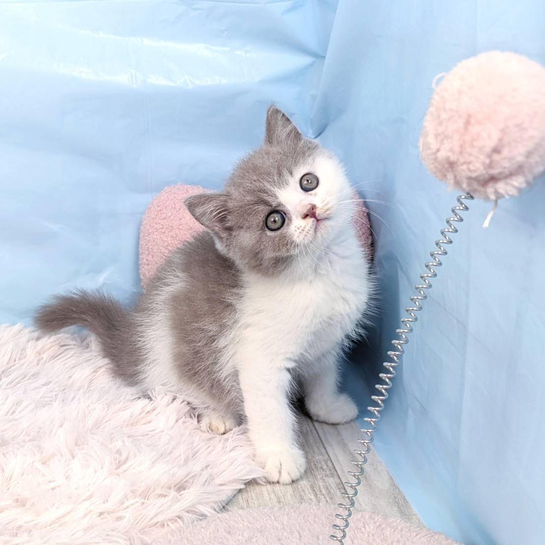 兵庫県のブリティッシュショートヘアー (犬の家＆猫の里川西店/2025年6月4日生まれ/男の子/ライラックホワイト)の子猫の4枚目の画像
