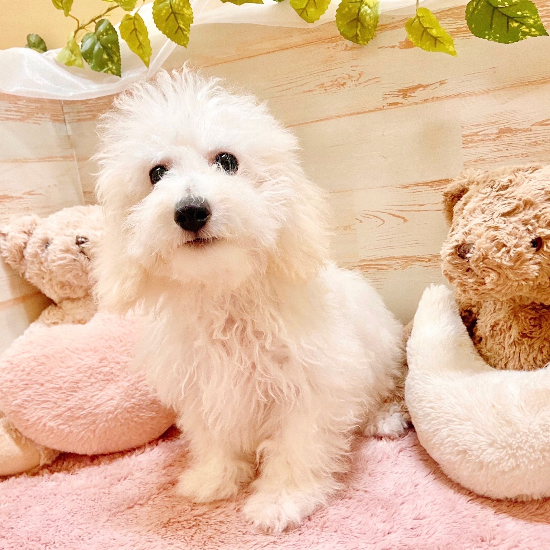 兵庫県のビションプー(ビションフリーゼ×プードル) (犬の家＆猫の里神戸店/2025年6月4日生まれ/男の子/ホワイト)の子犬の4枚目の画像