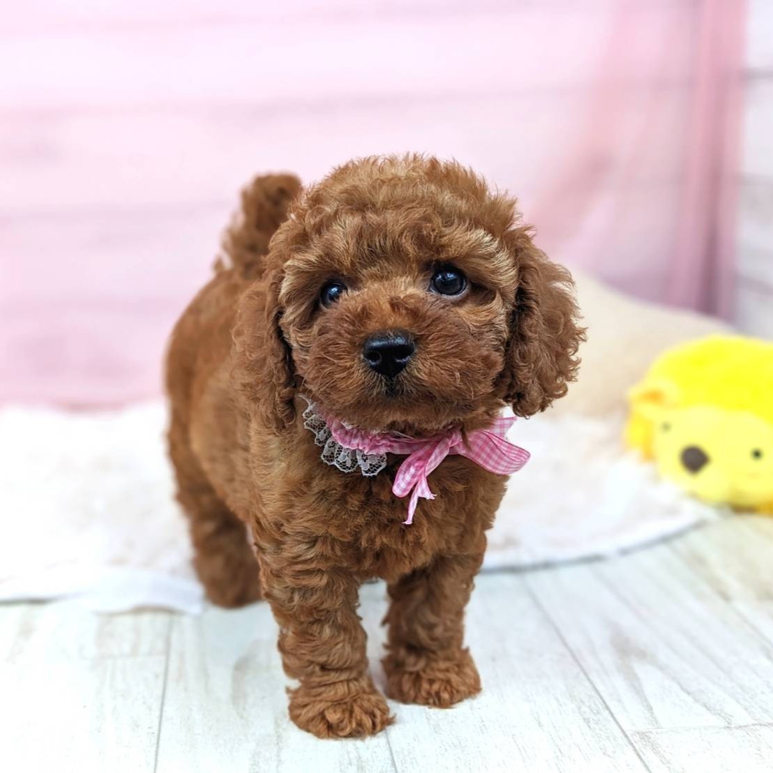 兵庫県のトイプードル(トイ) (犬の家＆猫の里川西店/2025年6月5日生まれ/女の子/レッドフォーン)の子犬の4枚目の画像