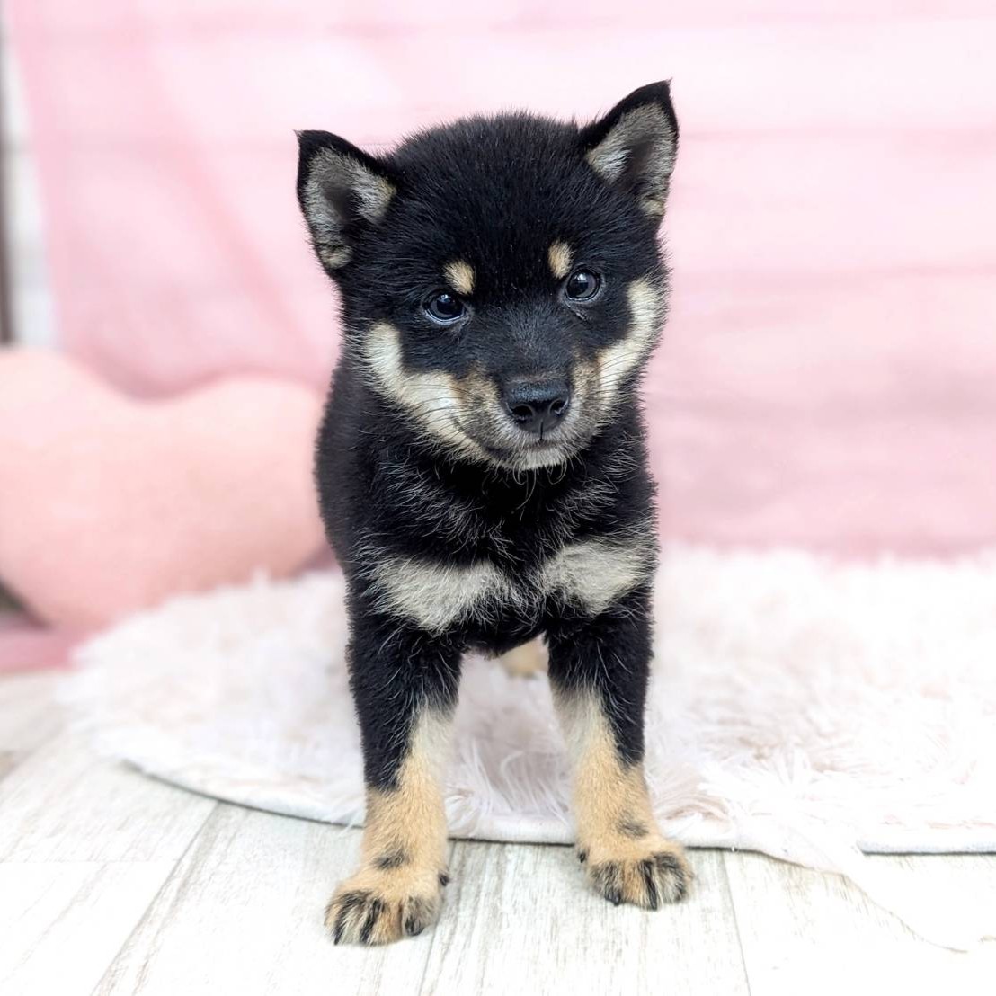 兵庫県の豆柴 (犬の家＆猫の里川西店/2025年6月5日生まれ/女の子/黒)の子犬の4枚目の画像