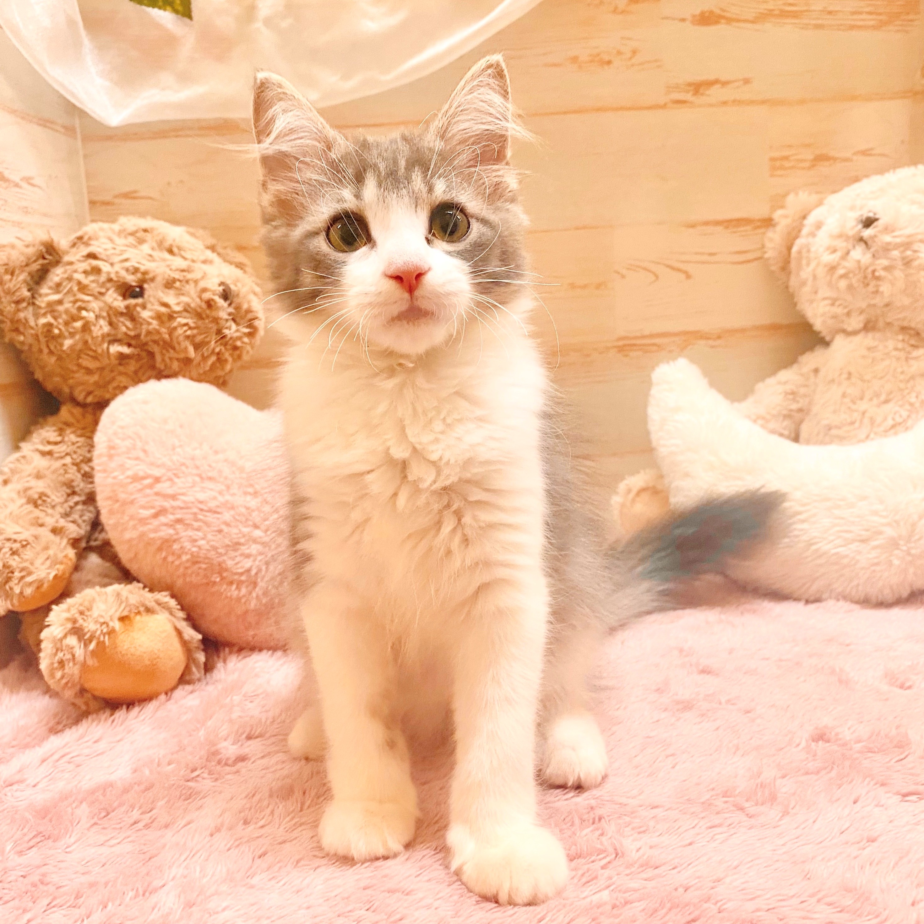 兵庫県のノルウェージャンフォレストキャット (犬の家＆猫の里神戸店/2025年6月5日生まれ/女の子/ブルータビーホワイト)の子猫の4枚目の画像