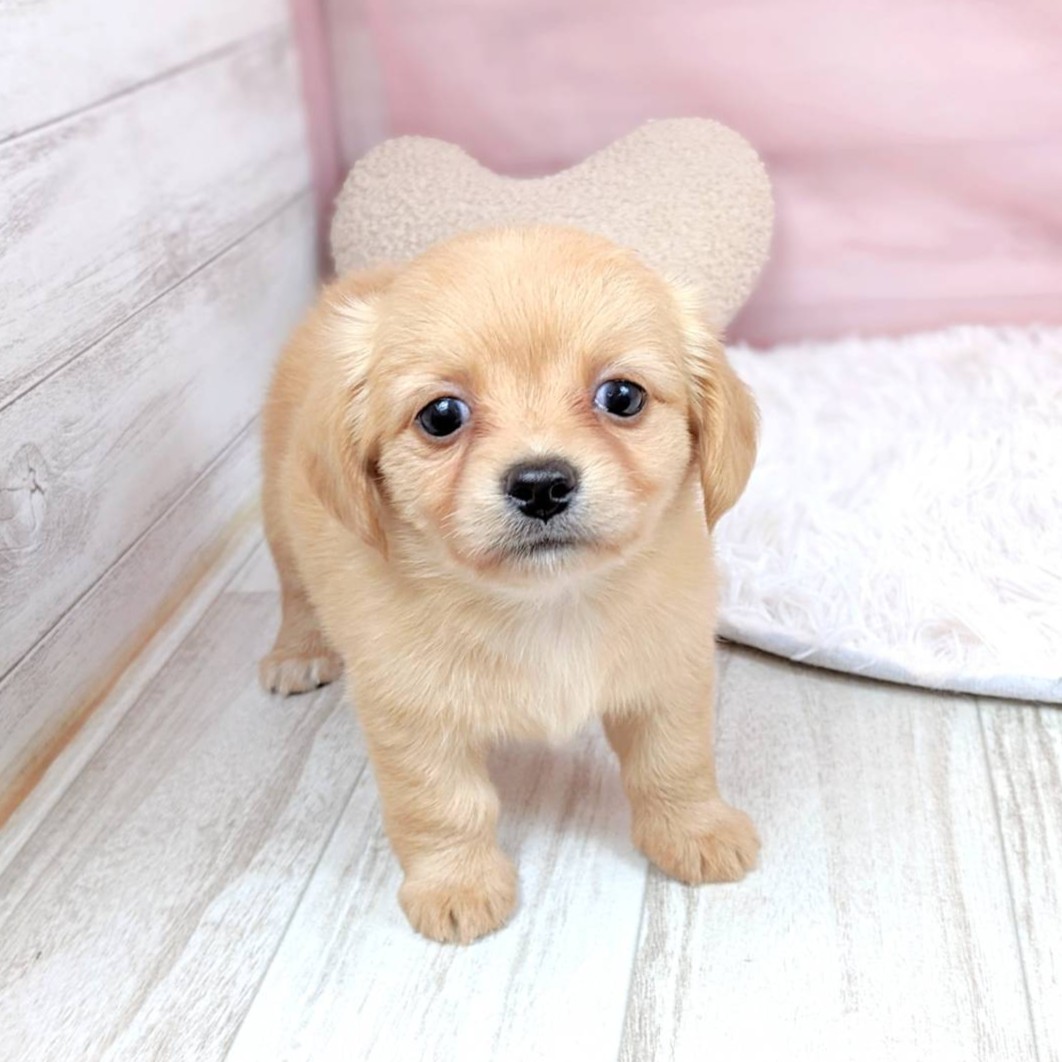 兵庫県のチワックス(チワワ×ダックス) (犬の家＆猫の里川西店/2025年6月5日生まれ/女の子/ゴールド)の子犬の4枚目の画像