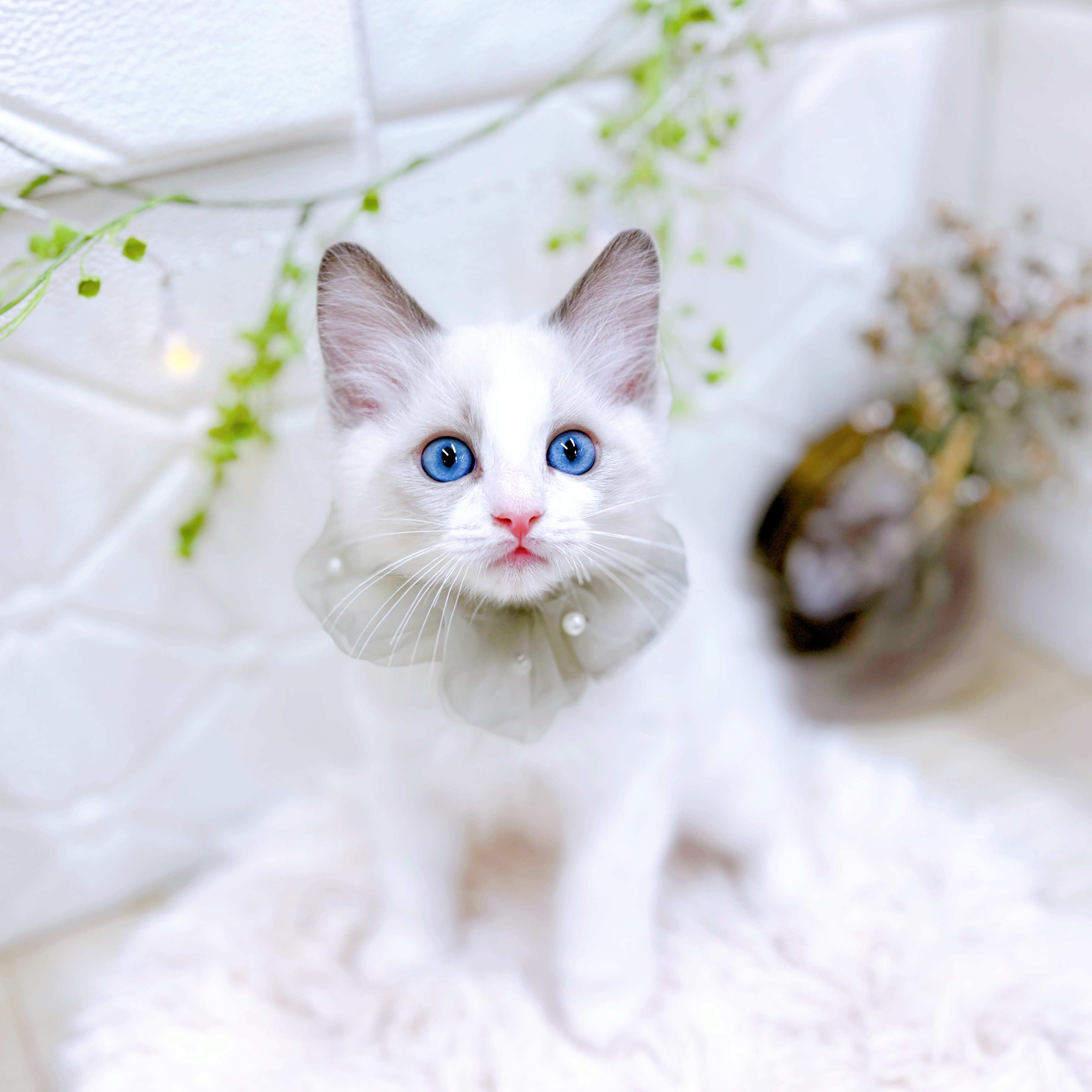 福井県のラグドール (犬の家＆猫の里アミーゴ福井店/2025年5月27日生まれ/男の子/ブルーポイントバイカラー)の子猫の4枚目の画像