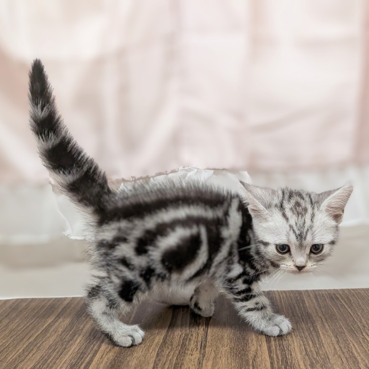 兵庫県のアメリカンショートヘアー (犬の家＆猫の里カナート西神戸店/2025年6月3日生まれ/女の子/シルバータビー)の子猫の4枚目の画像