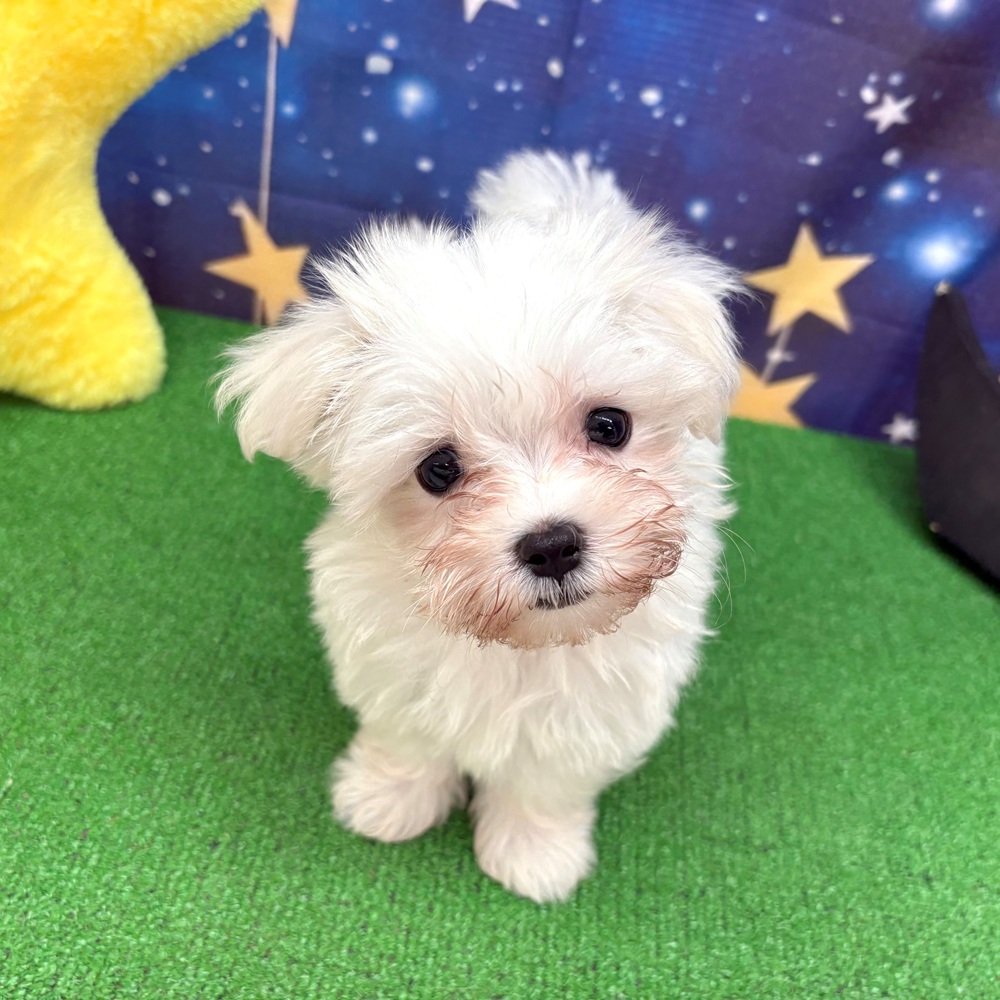 愛知県のマルチーズ (犬の家＆猫の里名古屋天白店/2025年6月5日生まれ/男の子/ホワイト)の子犬の4枚目の画像