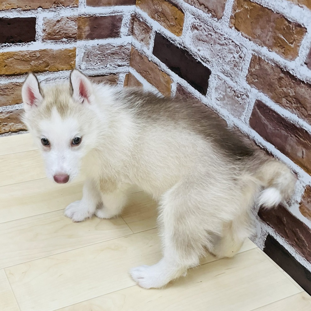 愛知県のシベリアンハスキー (犬の家＆猫の里七宝店/2025年6月7日生まれ/女の子/レッドホワイト)の子犬の4枚目の画像