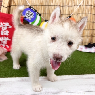 神奈川県のシベリアンハスキー (犬の家＆猫の里小田原店/2025年6月7日生まれ/女の子/レッドホワイト)の子犬の4枚目の画像