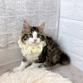 滋賀県のノルウェージャンフォレストキャット (犬の家＆猫の里長浜店/2025年5月2日生まれ/男の子/ブラウンタビーホワイト)の子猫の4枚目の画像