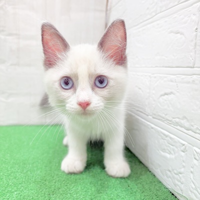 三重県のラグドール (犬の家＆猫の里三重桑名店/2025年5月21日生まれ/男の子/ブルーポイントバイカラー)の子猫の4枚目の画像