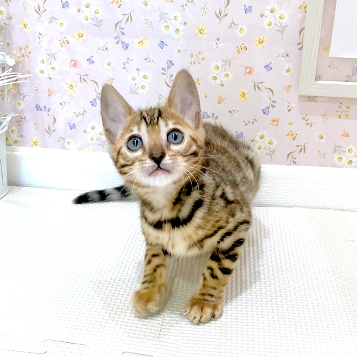 石川県のベンガル (犬の家＆猫の里金沢店/2025年6月6日生まれ/女の子/ブラウンスポットタビー)の子猫の4枚目の画像