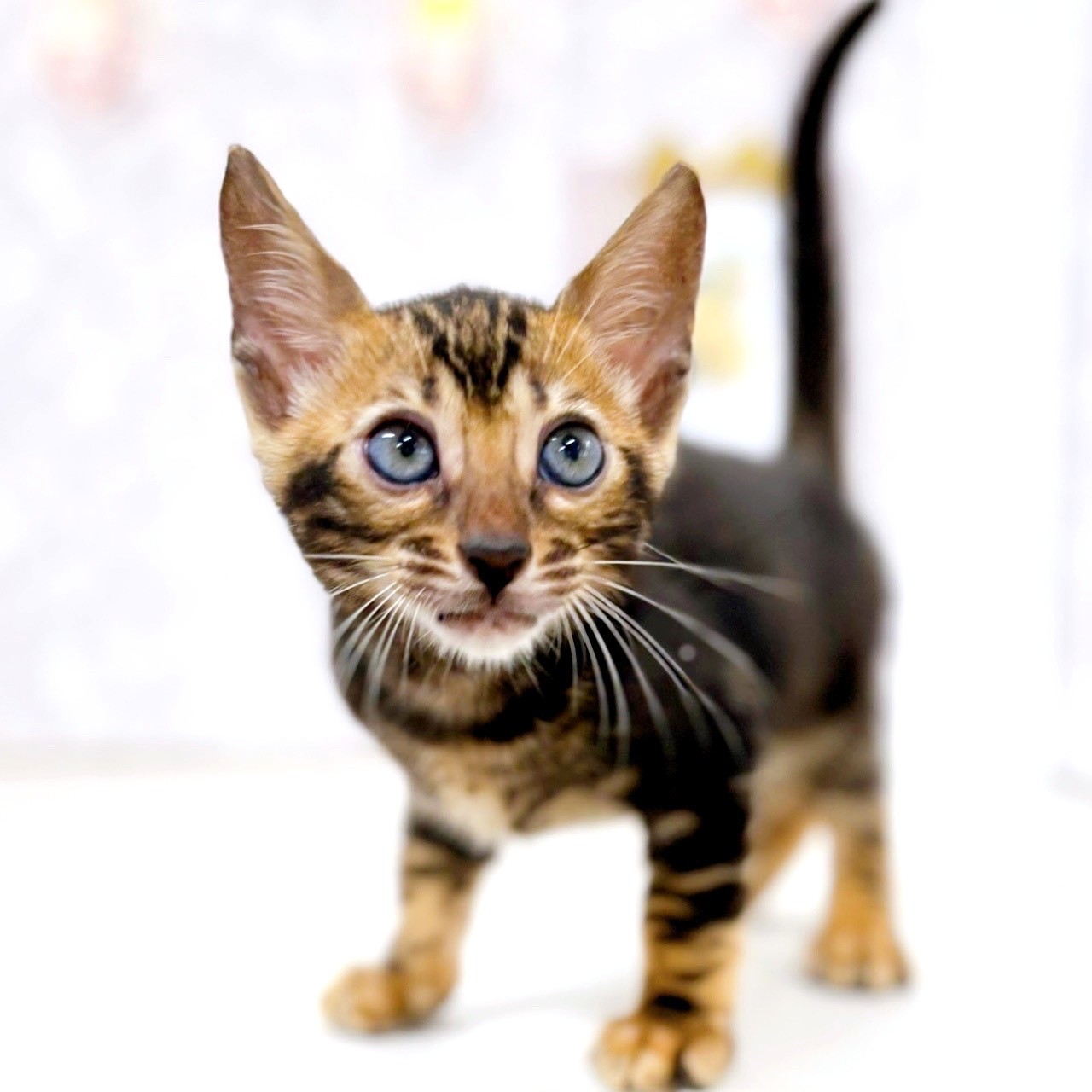 富山県のベンガル (犬の家＆猫の里アミーゴ高岡蓮花寺店/2025年6月6日生まれ/男の子/ブラウンマーブルタビー)の子猫の4枚目の画像