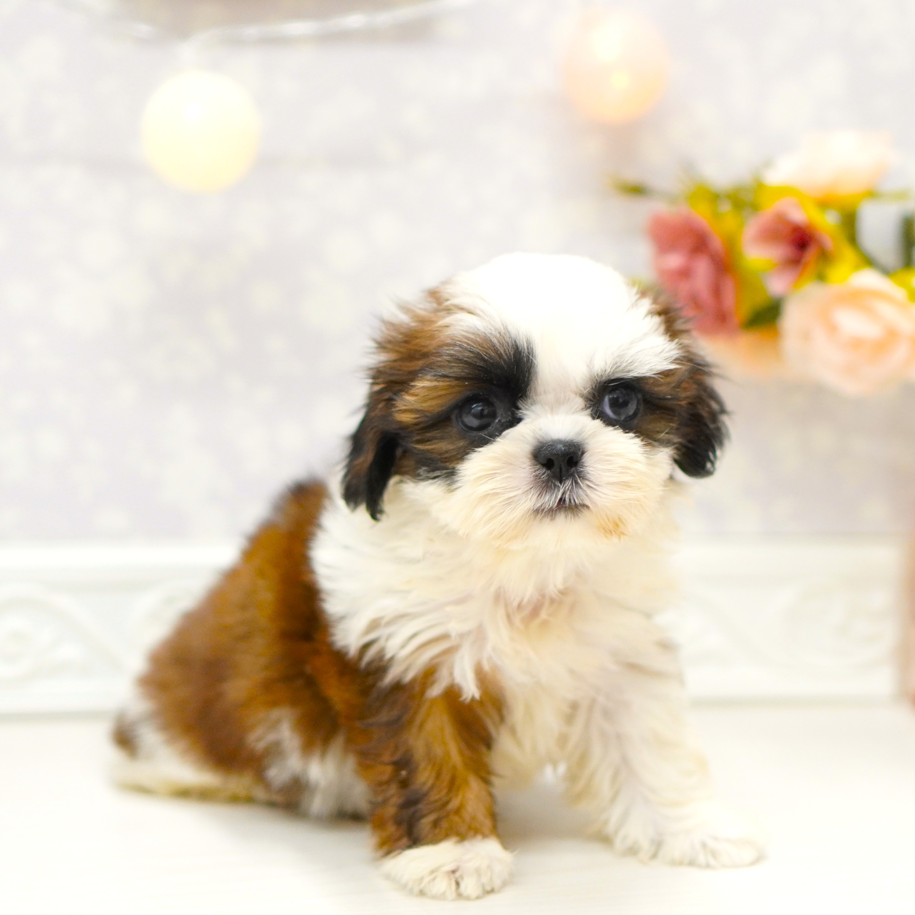 富山県のシーズー (犬の家＆猫の里アミーゴ山室店/2025年6月17日生まれ/女の子/ホワイトゴールド)の子犬の4枚目の画像