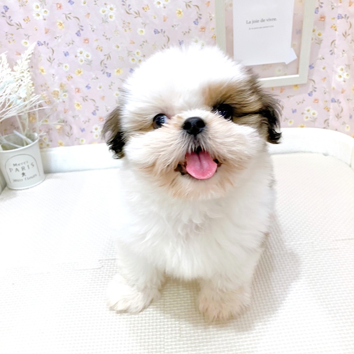 石川県のシーズー (犬の家＆猫の里金沢店/2025年6月6日生まれ/女の子/ゴールドホワイト)の子犬の4枚目の画像