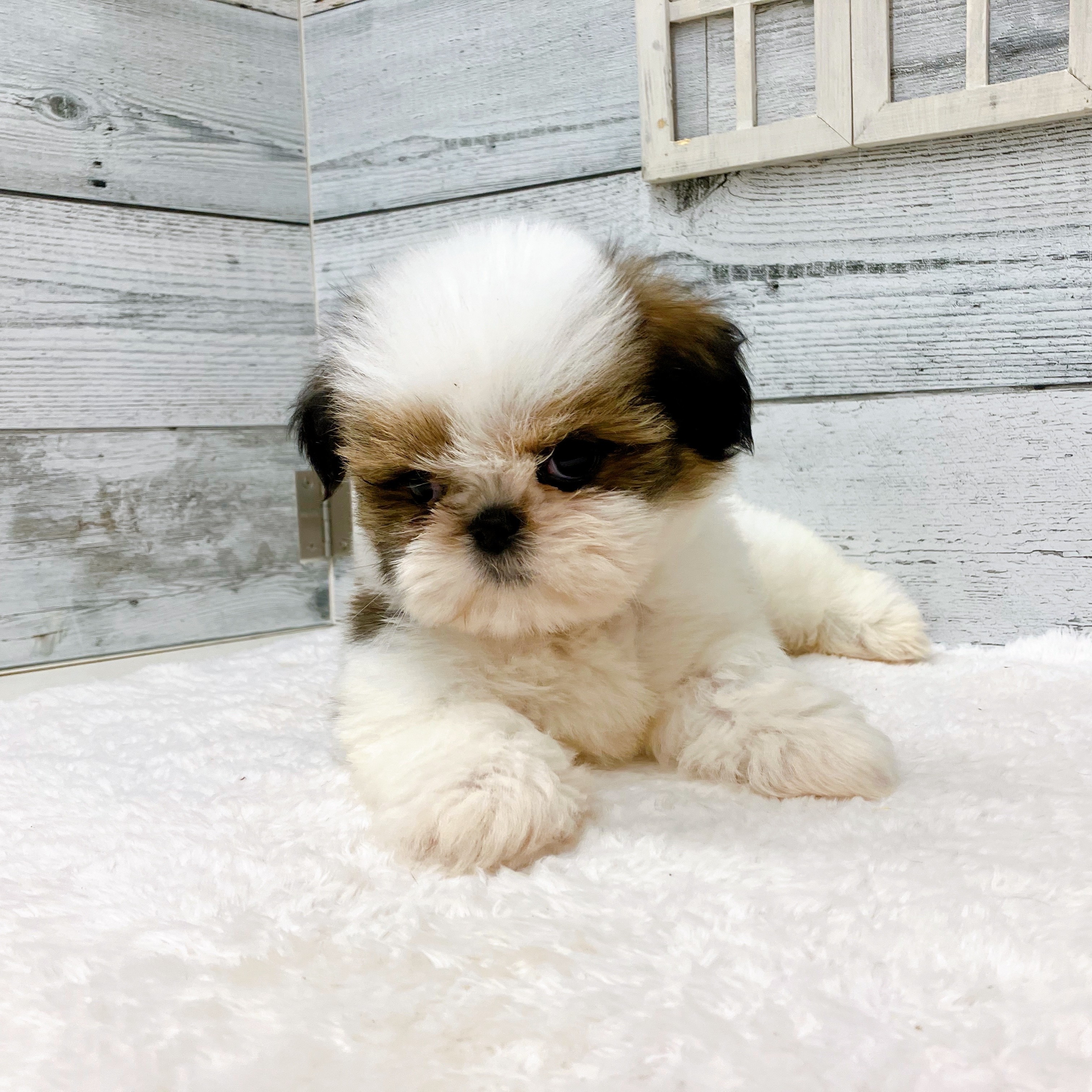 石川県のシーズー (犬の家＆猫の里アミーゴ金沢おこばた店/2025年6月6日生まれ/女の子/ゴールドホワイト)の子犬の4枚目の画像