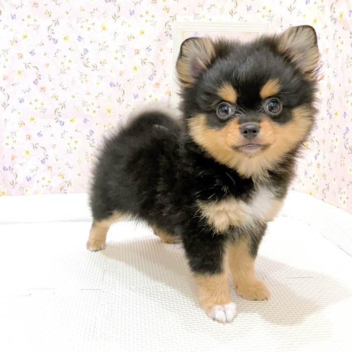 石川県のポメチワ/チワポメ/ポメチー(ポメラニアン×チワワ) (犬の家＆猫の里金沢店/2025年6月3日生まれ/男の子/ブラックタン)の子犬の4枚目の画像