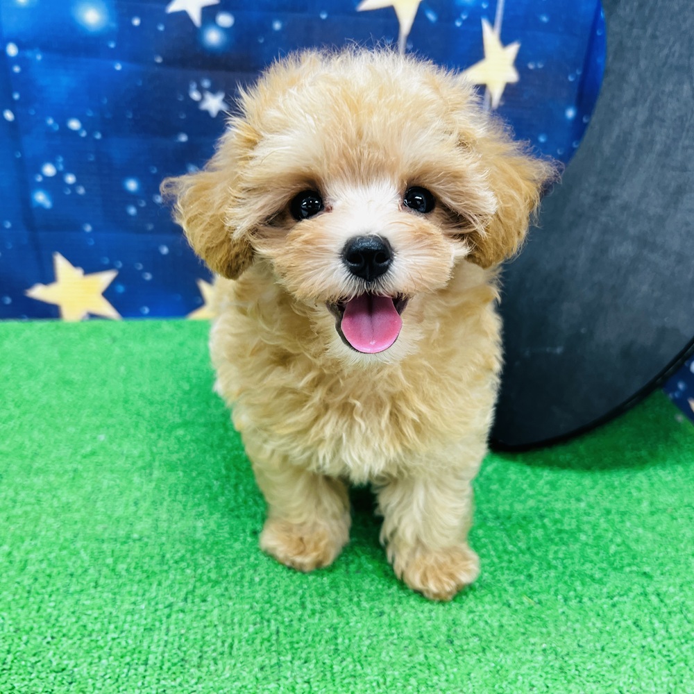 ハーフ犬女の子の写真