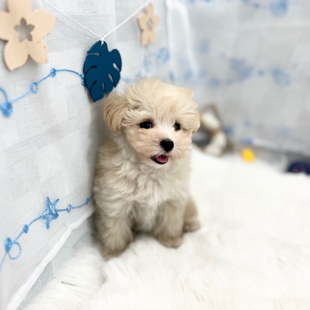 静岡県のマルプー(マルチーズ×プードル) (犬の家＆猫の里MEGAドン・キホーテ袋井店/2025年6月4日生まれ/男の子/クリーム)の子犬の4枚目の画像