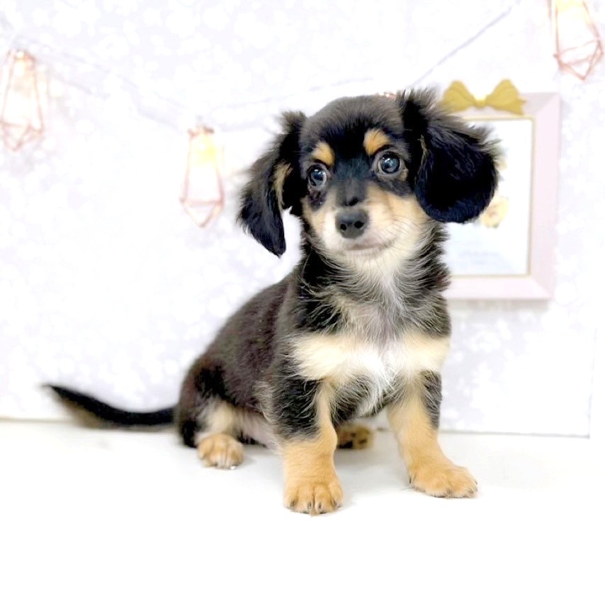 富山県のチワックス(チワワ×ダックス) (犬の家＆猫の里アミーゴ高岡蓮花寺店/2025年6月7日生まれ/男の子/ブラックタン)の子犬の4枚目の画像