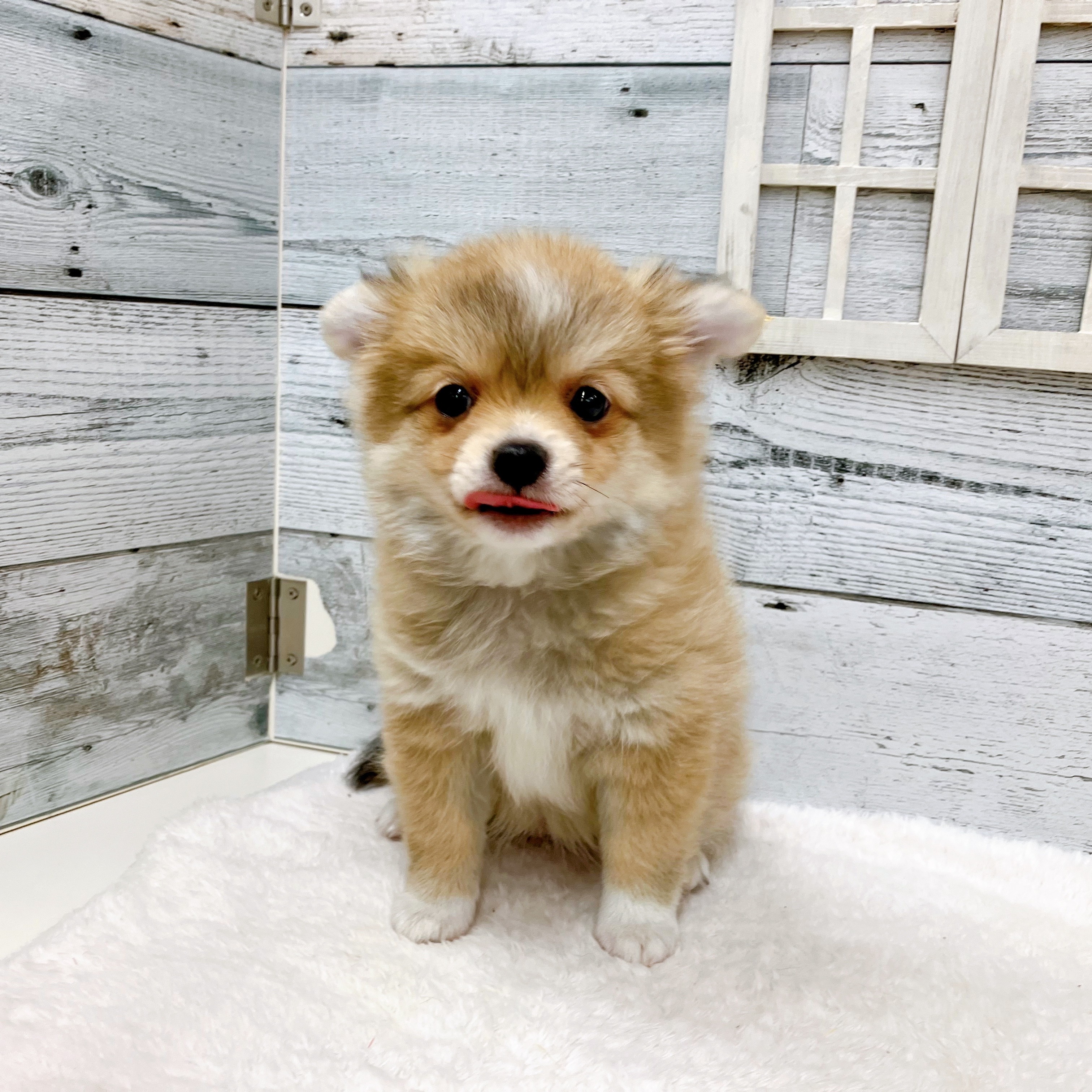 石川県のポメチワ/チワポメ/ポメチー(ポメラニアン×チワワ) (犬の家＆猫の里アミーゴ金沢おこばた店/2025年6月8日生まれ/女の子/オレンジホワイト)の子犬の4枚目の画像