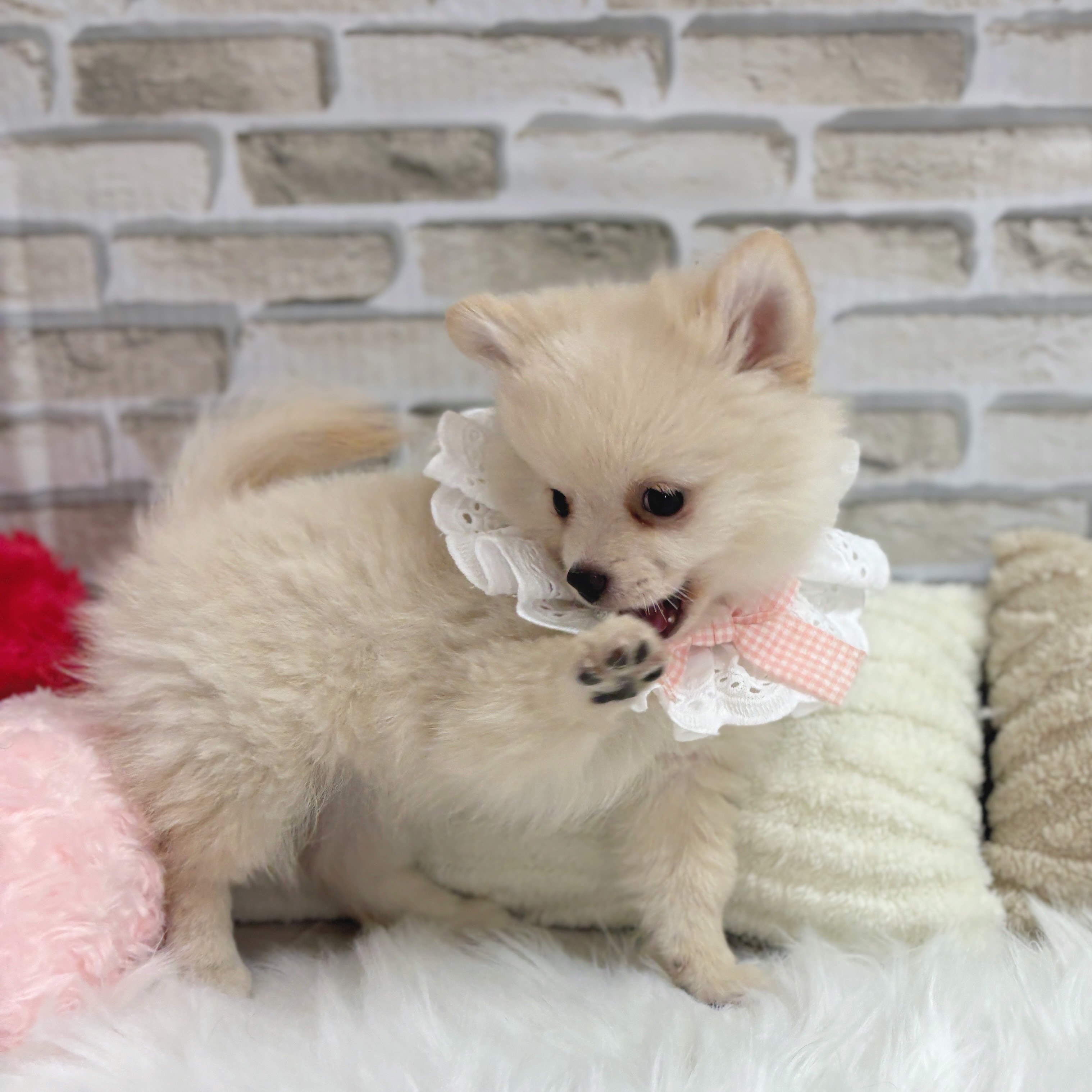 神奈川県のポメチワ/チワポメ/ポメチー(ポメラニアン×チワワ) (犬の家＆猫の里モザイクモール港北店/2025年6月8日生まれ/女の子/クリーム)の子犬の4枚目の画像