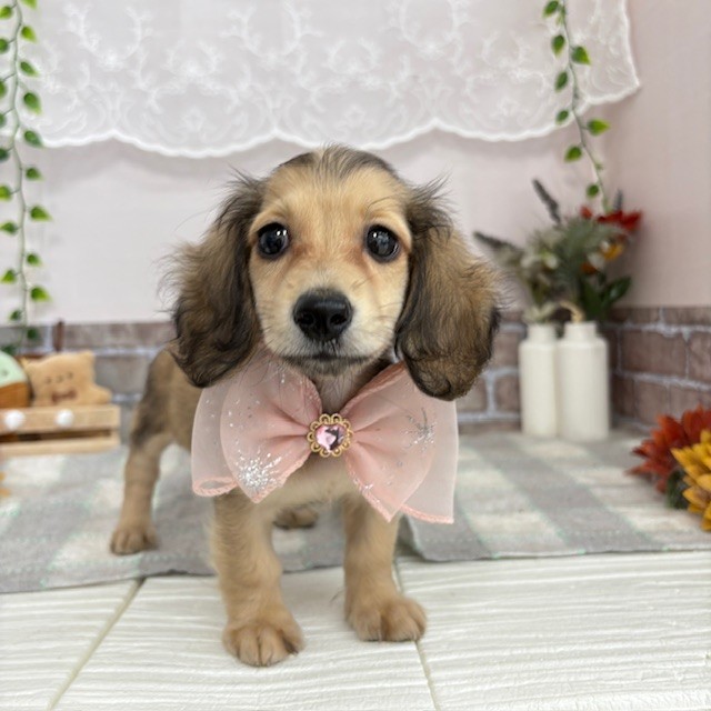 愛知県のミニチュアダックスフンド(ロング) (犬の家＆猫の里碧南店/2025年6月5日生まれ/女の子/シェーデットイエロー)の子犬の4枚目の画像