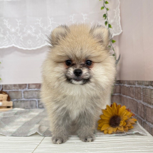 愛知県のポメラニアン (犬の家＆猫の里碧南店/2025年6月5日生まれ/男の子/クリームセーブル)の子犬の4枚目の画像