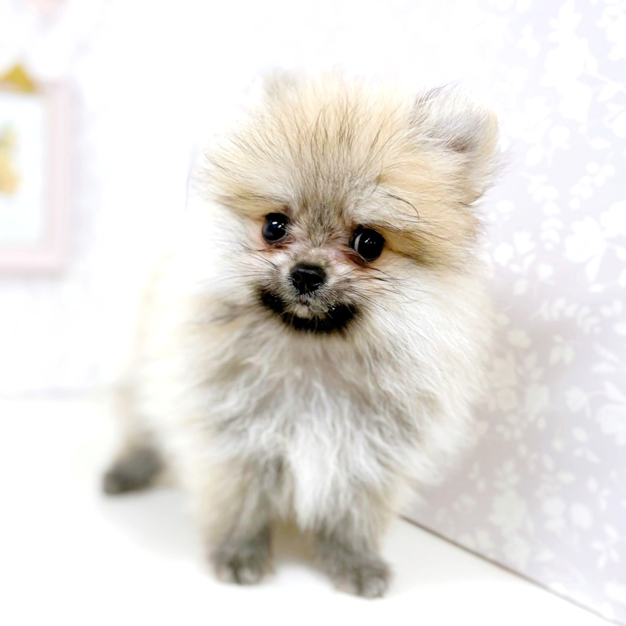 富山県のポメラニアン (犬の家＆猫の里アミーゴ高岡蓮花寺店/2025年6月6日生まれ/男の子/ウルフセーブル)の子犬の4枚目の画像