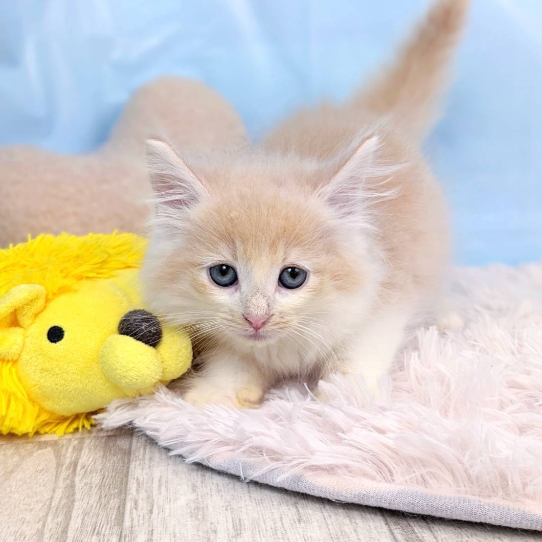 兵庫県のノルウェージャンフォレストキャット (犬の家＆猫の里川西店/2025年6月5日生まれ/男の子/クリームホワイト)の子猫の4枚目の画像