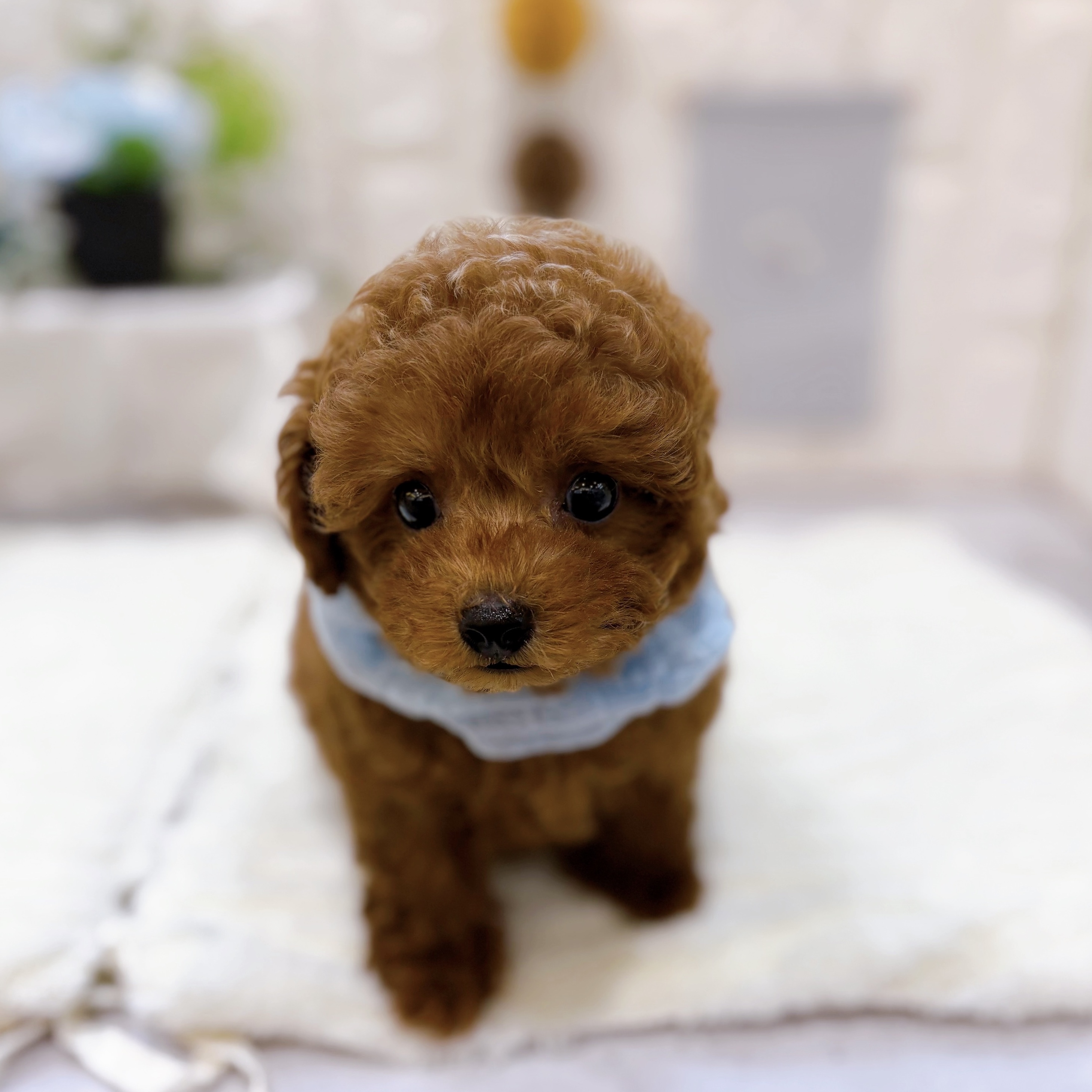 岡山県のトイプードル(トイ) (犬の家＆猫の里倉敷店/2025年6月5日生まれ/男の子/レッド)の子犬の4枚目の画像