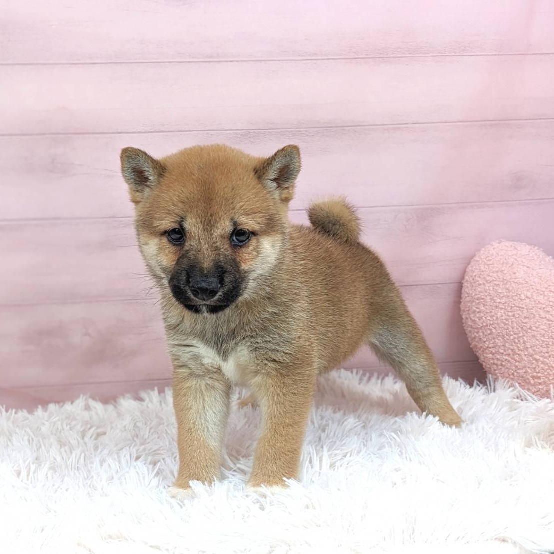 兵庫県の柴犬(標準サイズ) (犬の家＆猫の里川西店/2025年6月8日生まれ/女の子/赤)の子犬の4枚目の画像