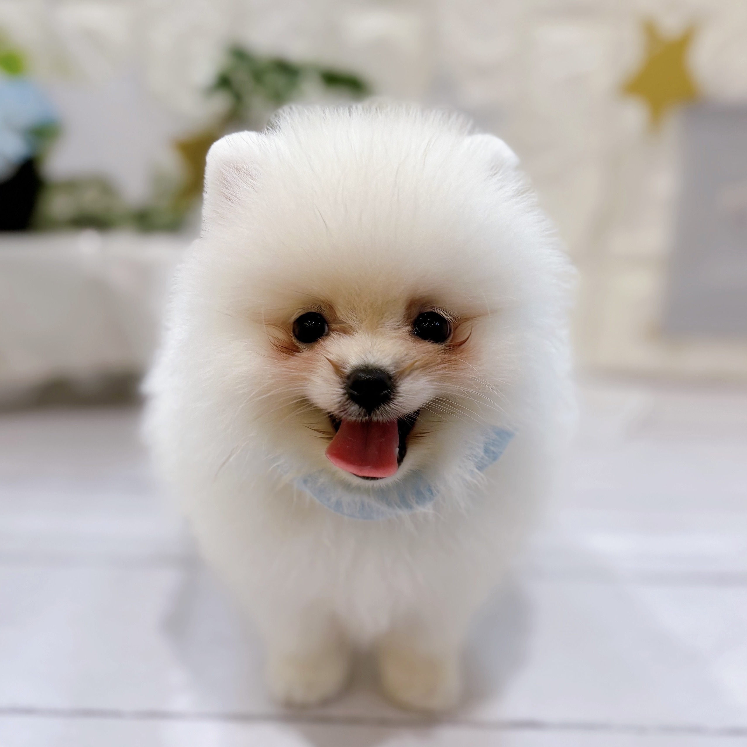 岡山県のポメラニアン (犬の家＆猫の里倉敷店/2025年6月4日生まれ/男の子/ホワイト)の子犬の4枚目の画像