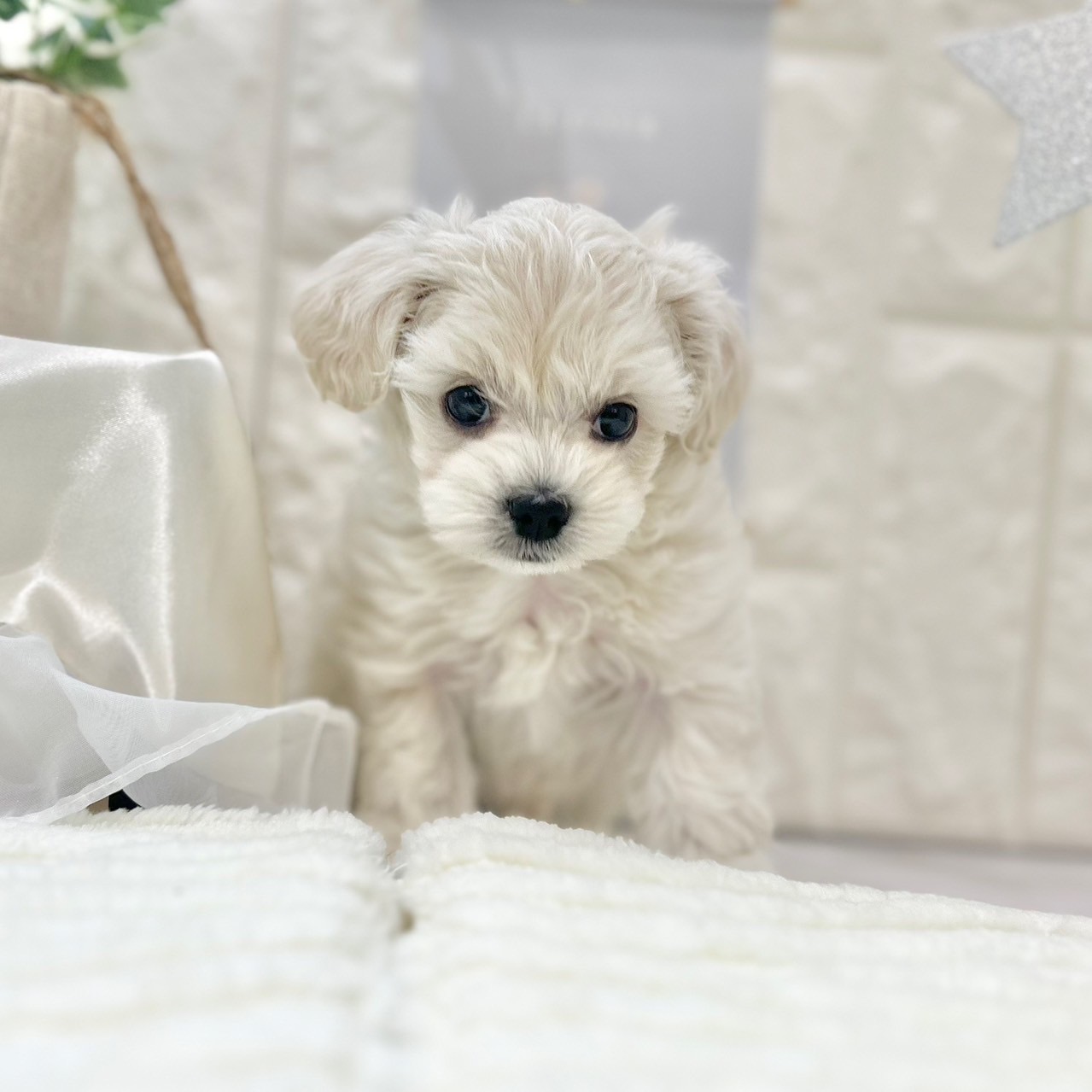 岡山県のマルプー(マルチーズ×プードル) (犬の家＆猫の里倉敷店/2025年6月2日生まれ/男の子/クリーム)の子犬の4枚目の画像