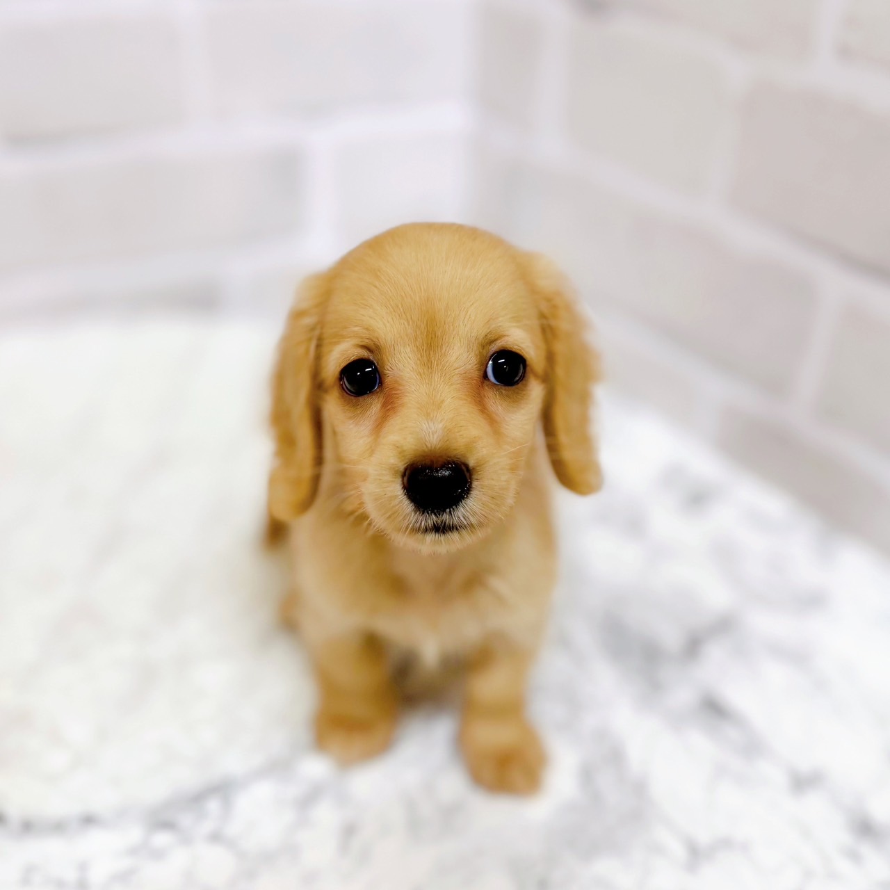 京都府のミニチュアダックスフンド(ロング) (犬の家＆猫の里京都精華店/2025年6月7日生まれ/女の子/イエロー)の子犬の1枚目の画像
