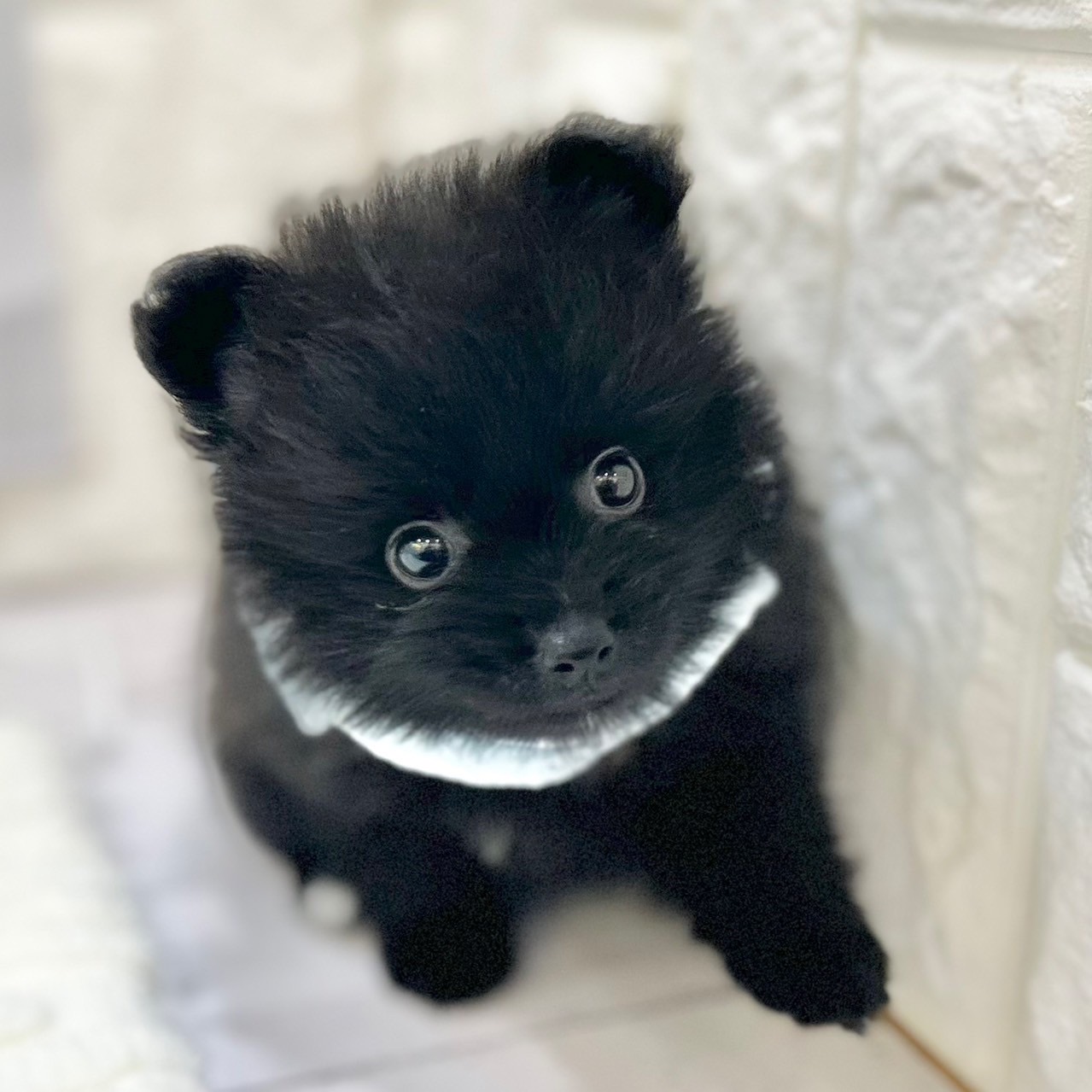 岡山県のポメラニアン (犬の家＆猫の里倉敷店/2025年6月7日生まれ/男の子/ブラック)の子犬の4枚目の画像