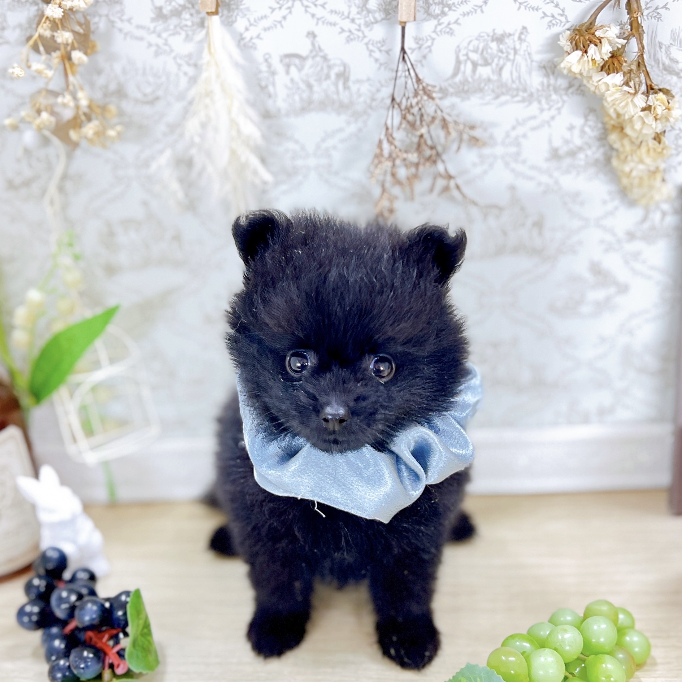 福井県のポメラニアン (犬の家＆猫の里アミーゴ福井大和田店/2025年6月7日生まれ/男の子/ブラック)の子犬