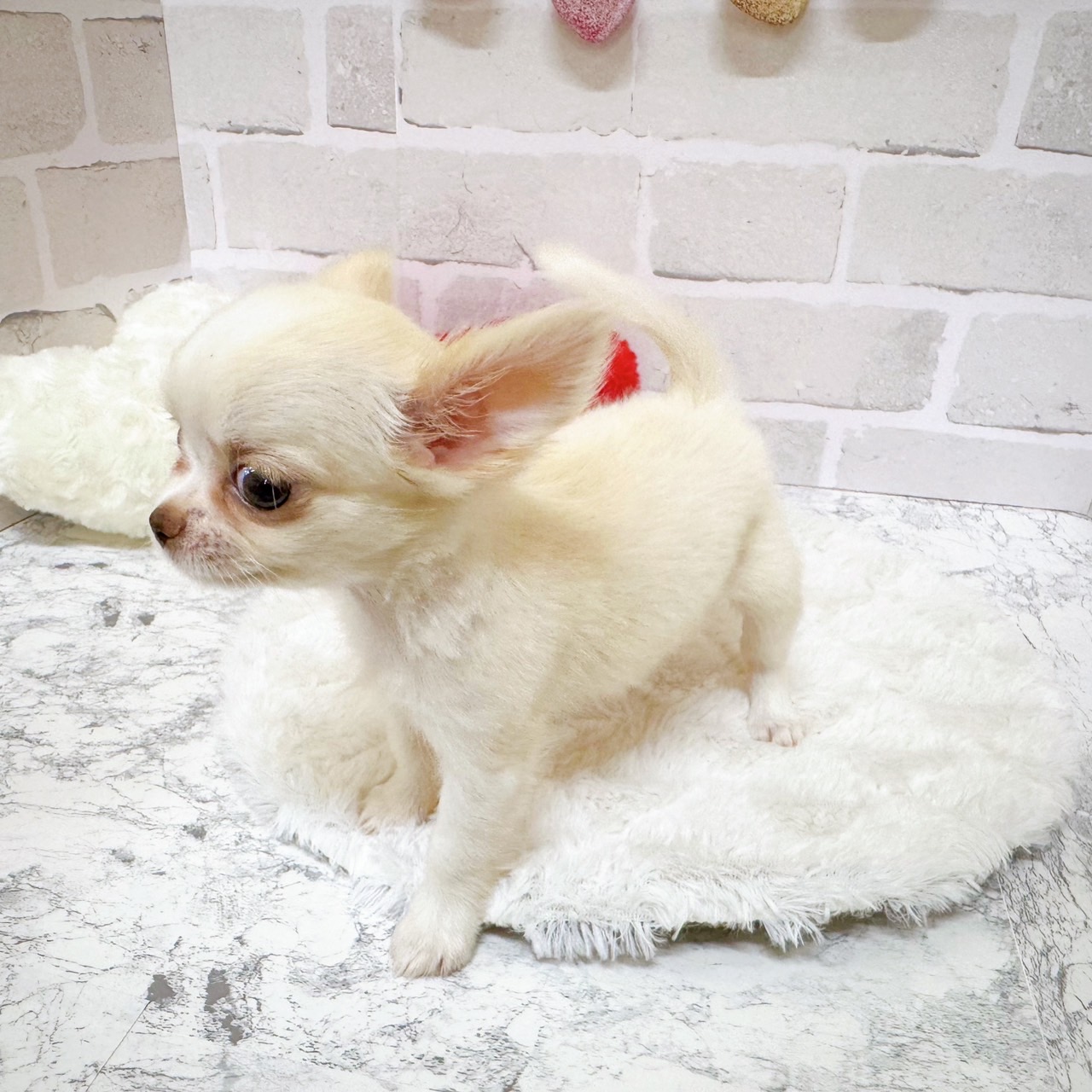 京都府のチワワ(ロング) (犬の家＆猫の里京都精華店/2025年6月7日生まれ/女の子/クリーム)の子犬の4枚目の画像
