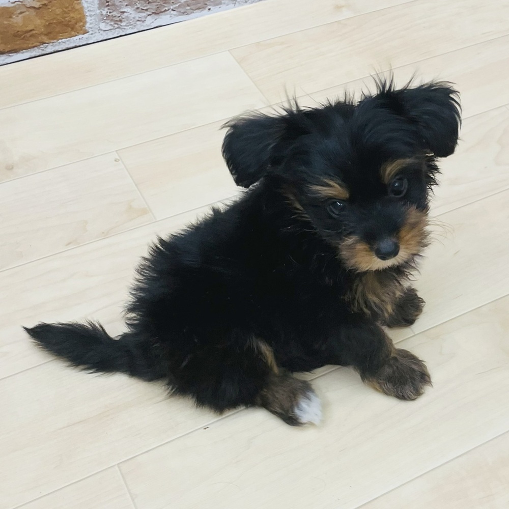 愛知県のパピプー(パピヨン×プードル) (犬の家＆猫の里七宝店/2025年6月6日生まれ/男の子/ブラックレッド)の子犬の4枚目の画像