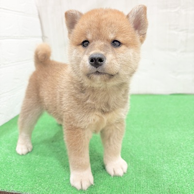 三重県の柴犬(標準サイズ) (犬の家＆猫の里三重桑名店/2025年6月10日生まれ/男の子/赤)の子犬の4枚目の画像